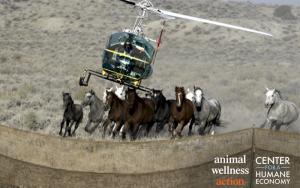 Helicopter swoops over a terrified herd of wild horses.