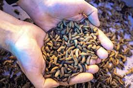 Insect Protein Market