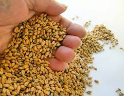 Grain and Cereal Crop Protection Market