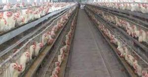 Poultry Breeding Equipment Market Competitive Landscape Report