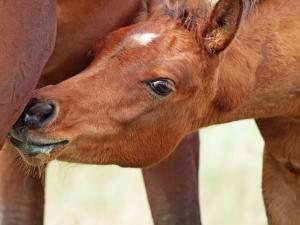 Photo of foal American Equine Awareness