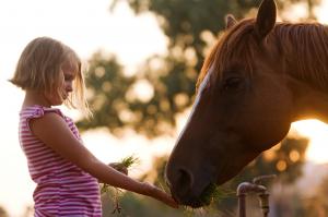 Photo girl feeding the family horse AEA