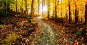 This is a photo of a trail in the woods.