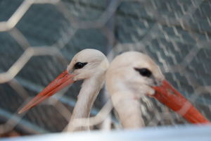 Two storks wandering in the LOBR enclosures as they recover after being shot by hunters.
