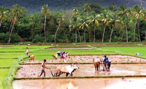 Rural Activities Market