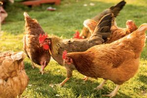 Organic Standards | USDA | Tom Vilsack | Farming | Poultry | Chicken