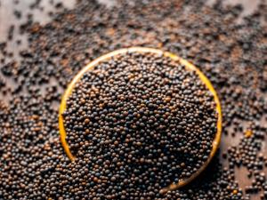 Mustard Seeds Market
