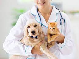 Pet Dog Insurance Market Future Trends and Forecast 2031