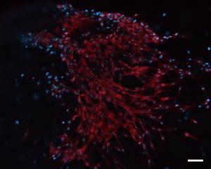  The cells that grow and become real animal meat for our customers to eat.