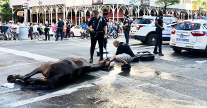 A horse is hosed down after collapsing on a New York City street.