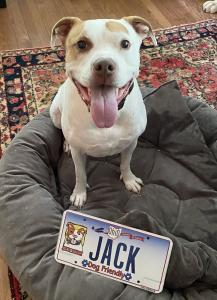 First Pitbull in the USA to be featured on an official state license plate