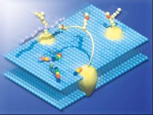 Glycolipids Market