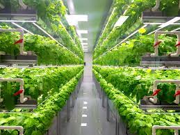 Indoor Farming Market Size | Global Insights on Strategic Initiatives by 2031