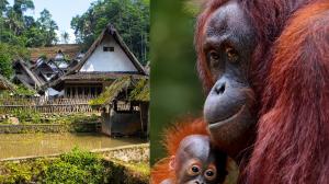 Orangutan Mother and Baby