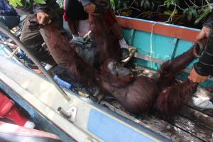 Orangutan Translocation