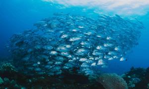 Aquaculture Market
