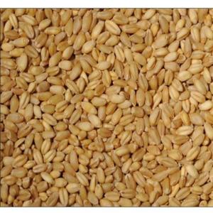 Winter Wheat Seed Market