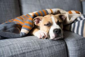 A Boxer Dog cuddles under a Blanket