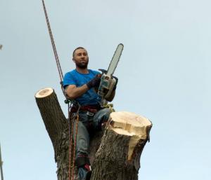 Arborist in Cape Cod, MA