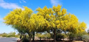 Palo verde trees in bloom