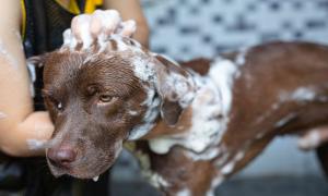 Pet Shampoo