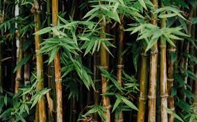 Bamboo Market