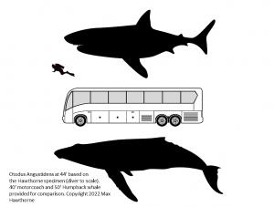 A 44' Angustidens (based on fossil evidence from the Hawthorne collection) compared to a bus and a modern humpback whale.