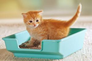 Cat Litter Box