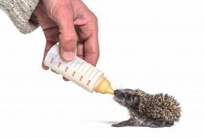 hedgehog feed