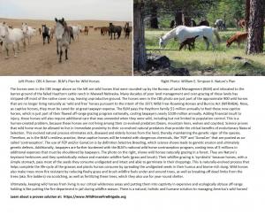 side by side comparison show wild horse fire brigade is far more cost-effective management of wild horses than current BLM methods