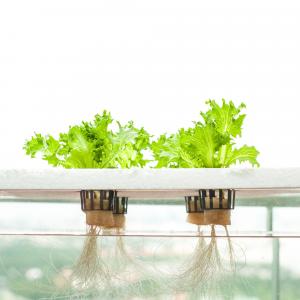 Hydroponics Market Competitor Analysis, Winning Strategies and Growth Drivers by 2028