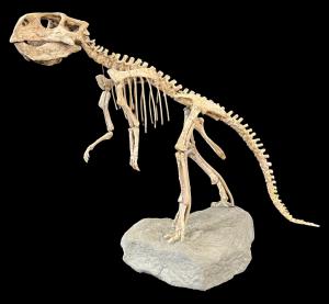Full Psittacosaurus dinosaur skeleton, existing between 126 and 101 million years ago in Asia, 18 inches tall and 24 inches long, professionally repaired and restored (est. $15,000-$25,000).