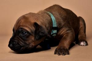 Rhodesian Ridgeback Puppies for sale