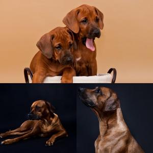 Rhodesian Ridgeback Puppies in texas female male