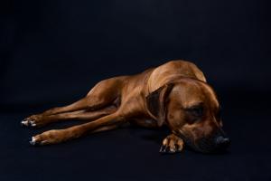 Rhodesian Ridgeback Texas Puppies for sale 2023 male female