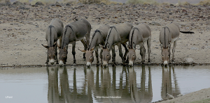 Blue Wing Burros, 2022