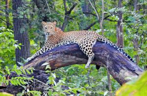 Leopards, alligators, barasingha and of course, the majestic tiger can all be sighted in the vast national parks