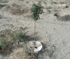 Worldwide groundwater levels collaps and soil depletes, the Groasis Waterboxx helps solving this problem