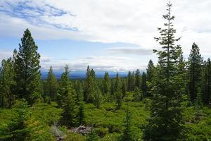Bull Springs Skyline Forest Trees