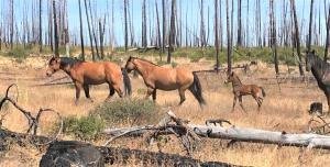 BLM Wild Horse Roundups In Oregon And California