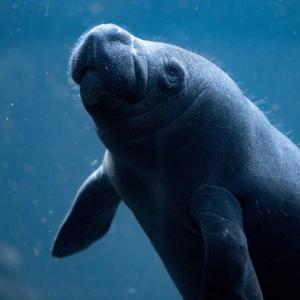 Baby Manatee swim in Dolphin Discovery