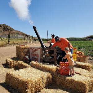 Photo of a cannon shooting a pumpkin into the sky and into the hills.