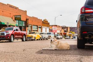 dog sitting near vintage cars in the lowell district of bisbee arizona