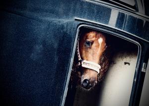 Frightened horse stares forlornly from inside trailer.