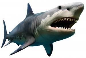 Why Did Megalodon Go Extinct? New Research Yields Surprising Results