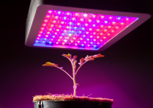 India Grow Light Market