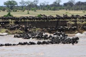 Thousands of wildebeest gather at the edge of the Mara River in the Northern Serengeti, during one of the largest river crossings ever caught on camera. Sept 2022.