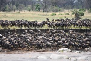 Wildebeest prepare to cross the Mara River in the Northern Serengeti, during one of the largest river crossings ever caught on camera. Sept 2022.