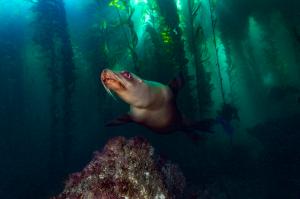 Sea lion underwater looking out from leafy water plants