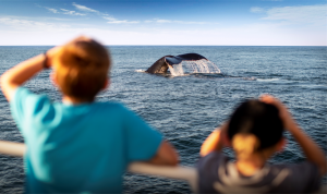 Two children seen from behind looking at whale tail emerging from ocean.